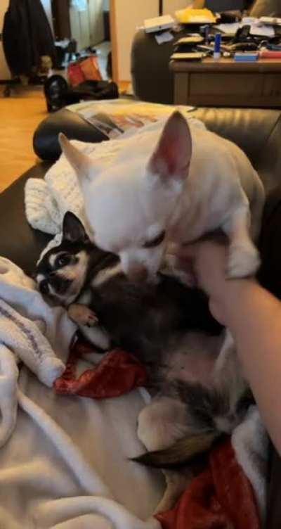 Mauser hogging Bradley’s scratches