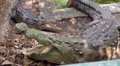 Two American Crocodiles having a conversation