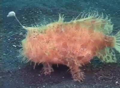 Deep Sea Creature: The Hairy Striated Frogfish