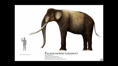 Palaeoloxodon tribute