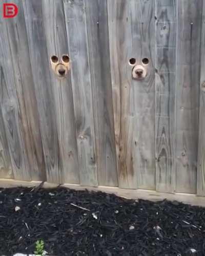 The neighbors as so nosy!