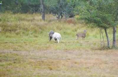 A ram charges into a buck but soon learns not to butt in next time