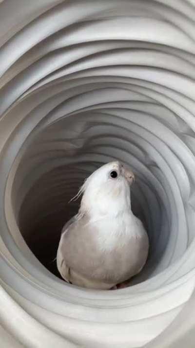 Party in an aircon vent