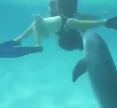 Дельфин человекофил