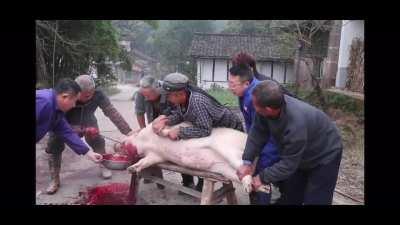 简单来个杀猪合集