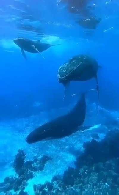 This is what a whale conversation sounds like