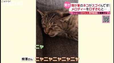 ♪♫ Cats that understand rhythm ♪♫