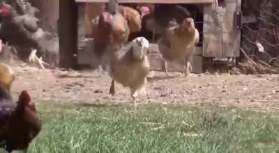 xqchicken’s escaping their cage