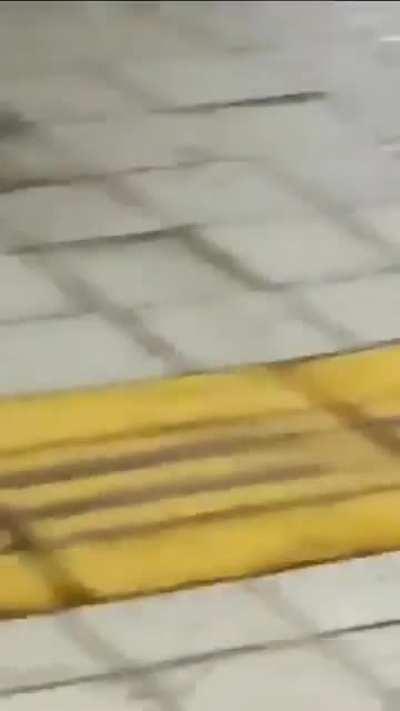 Hubo una invasión de bichos en una estación del subte A y debieron demorar su apertura