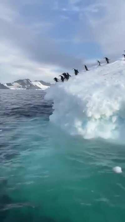🔥 Penguins jumping into the sea off of an iceberg