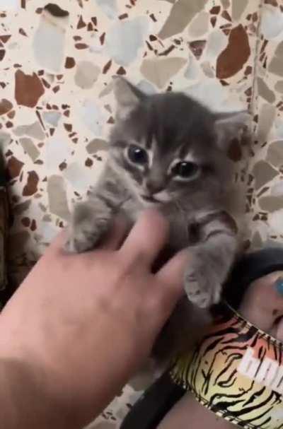 Cute kitten wants to play
