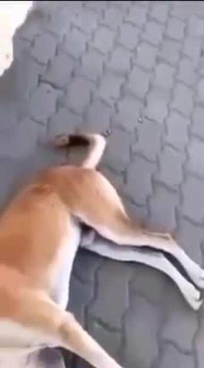 WCGW Messing with a dog