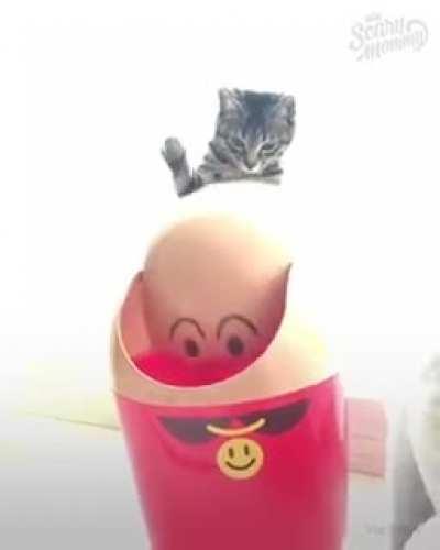 Cat vs Trashcan