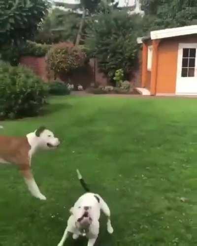 Do these count as Zoomies?