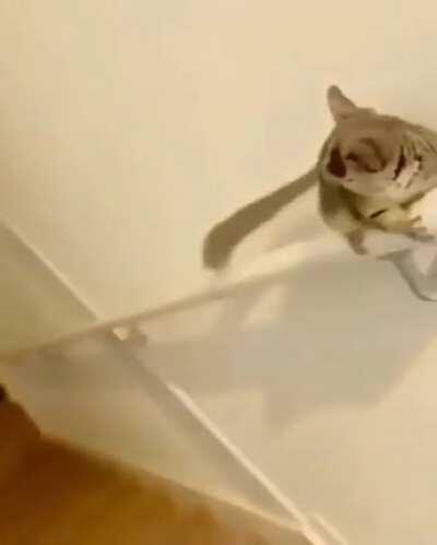 Insane parkour cat