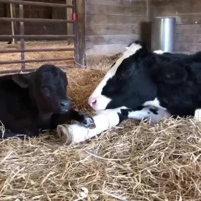 Peggy was rescued from the dairy industry with severe leg injuries. She was taken in by Farm Sanctuary and is having no trouble making new friends there while recovering from her injuries.