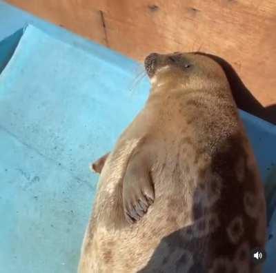 too sleepy for fibsh… let the potato rest 🦭🤍