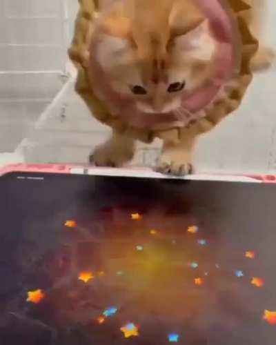 Tiny orange whack-a-mole