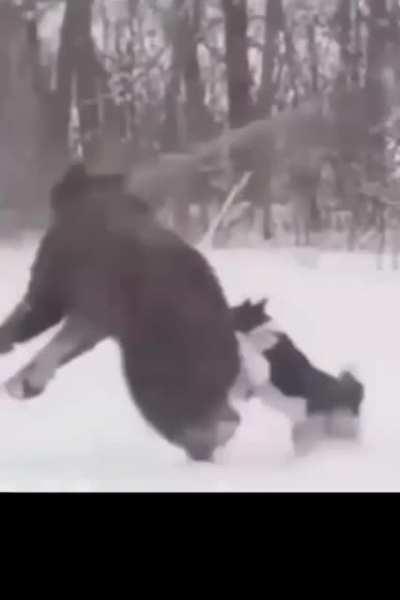 Медведь нынче не тот пошёл