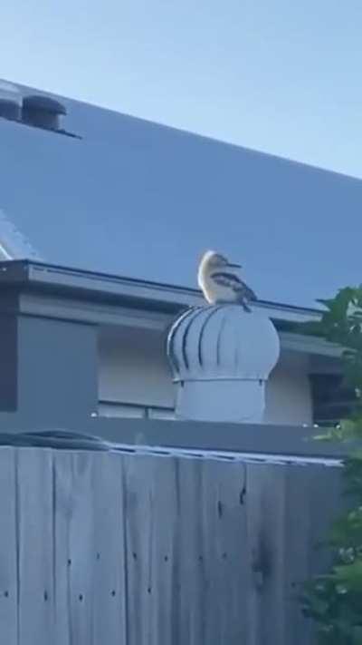 Kookaburra spinny boi