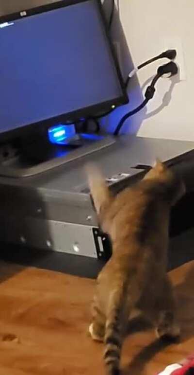 My R710 crashed for the 5th time this month. Apparently my internal rage is so immeasurable it's been absorbed by my cat. (Kali)