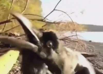 Imagine hearing that while alone in the woods