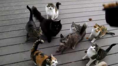 A herd of cats meow'in for food from their owner