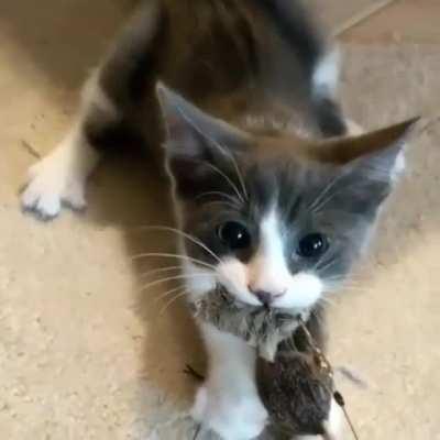 Brutally adorable kitten refuses to give up her toys
