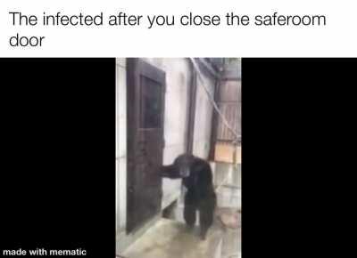 monkey infected