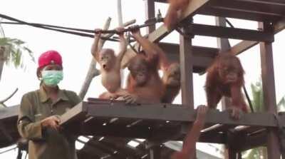 Rickina, a baby Orangutan, tries climbing for the first time, and she's completely blown away by the experience