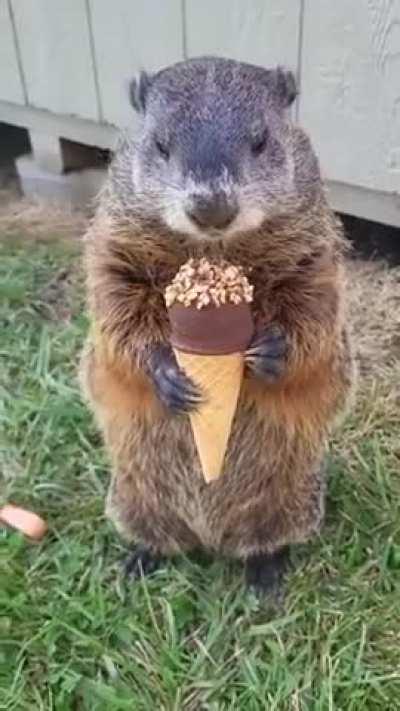 Even groundhogs enjoy sweet treats.