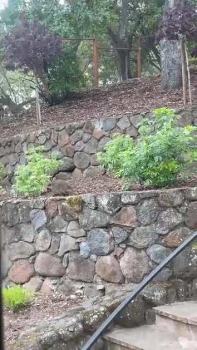 Helping up her little babies