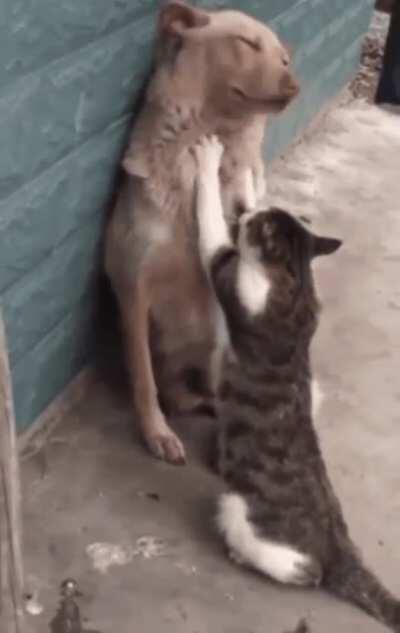 Where does it itch homie? Here?