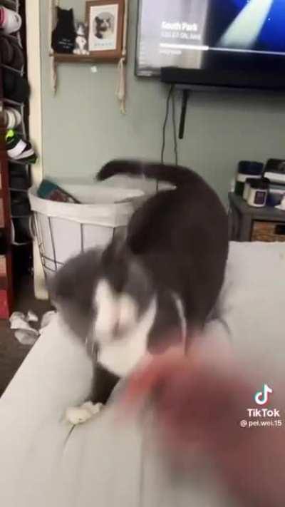 Cats love to play with strings, even the invisible ones..