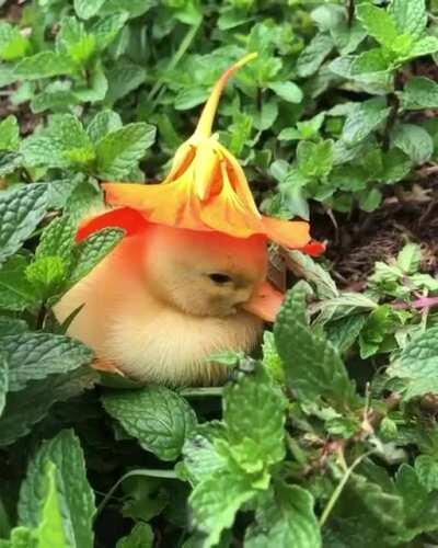 It appears a hat is being used to shut down a bird-that's-not-a-bird; Its use is unknown