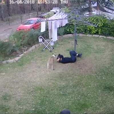 Dog knocks over woman