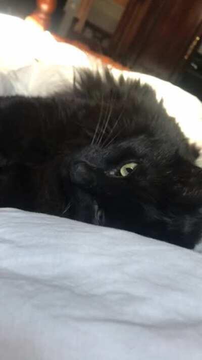 How can you say no to that face? 🥺