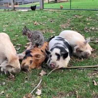 Kitten loves her chonker friends.