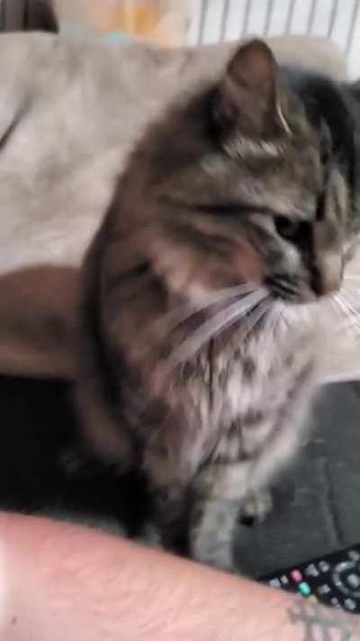 A very demanding kitty