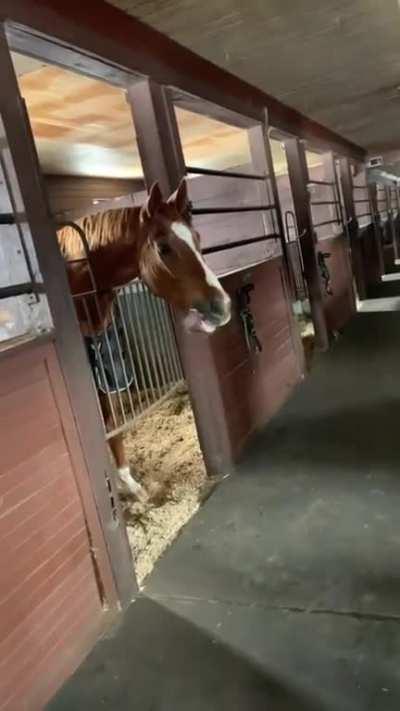 Notgeiler Haferbock lechzt nach unschuldigem Pferdemädchen