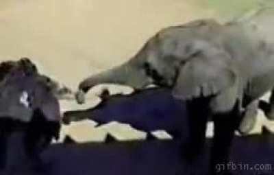 Pecking an elephants trunk