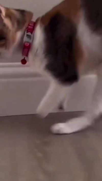 Very Funny Cat Video..