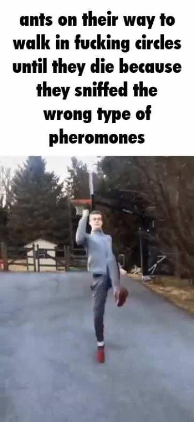 ants ants ants ants ants