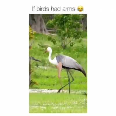 I'm outraged!... Give birds their freakin arms back! Wait, what? Oh nvm... But yea...I want to see birds with arms now!