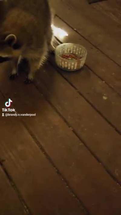 Raccoons back, back again...