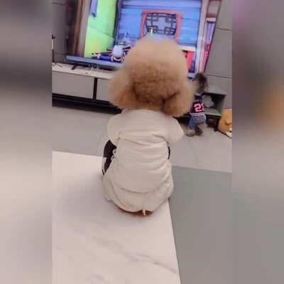 leave me alone hooman