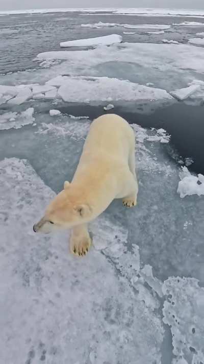 🔥The delicate footsteps of a polar bear on the drift ice [OC]