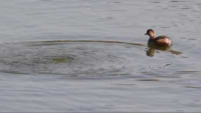 🔥Slow motion video i took of two little grebes disappearing into the water