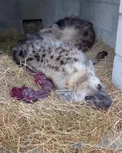 Posting Yeen pics or videos every day until I get to pet one Day 528 Morning routine with the boys