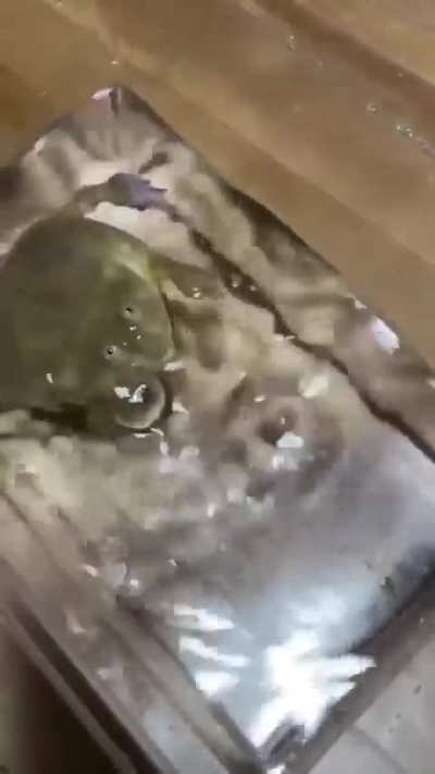 How to defuse a bomb